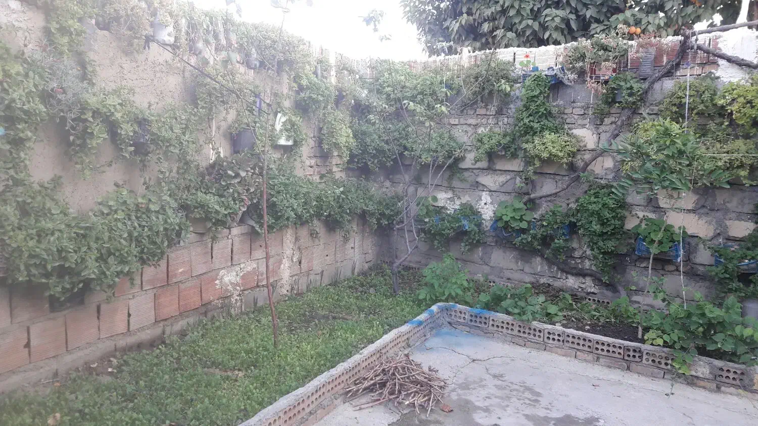 باغبانی|خدمات باغبانی و درختکاری|گنبد کاووس, |دیوار