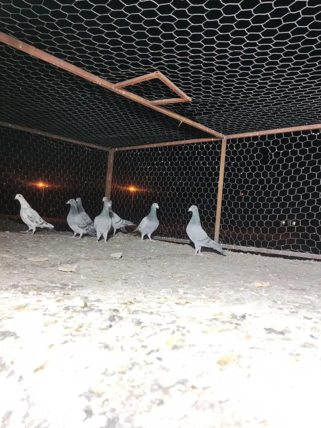 8عدد رنگ تاریک ،کفتر ،کبوتر|پرنده|رونیز, |دیوار