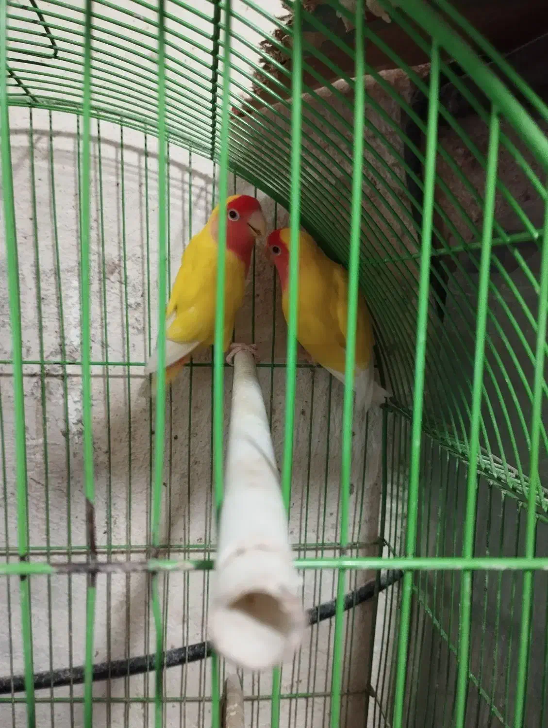 طوطی برزیلی|پرنده|اهواز, کوروش|دیوار