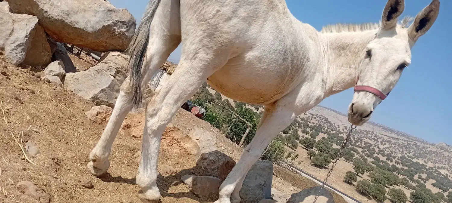 سلام یک الاغ جوان رو فورم ب فروش می‌رسد|حیوانات مزرعه|یاسوج, |دیوار