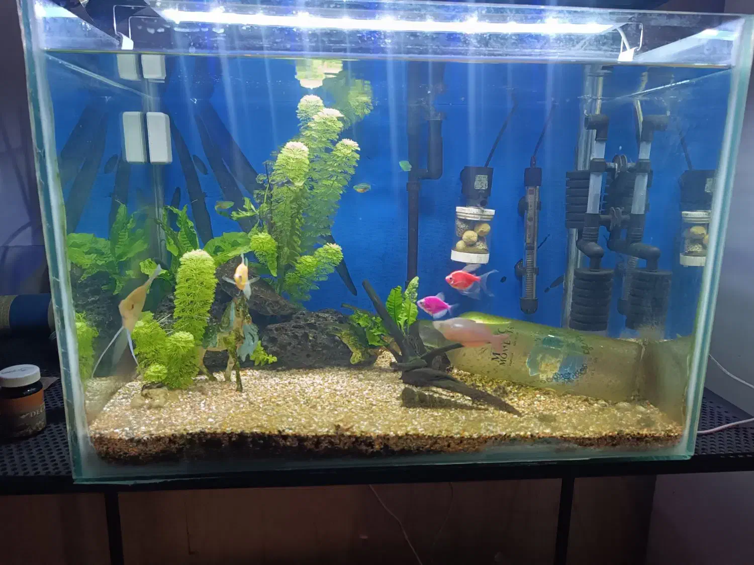 آکواریوم ماهی|ماهی|قشم, |دیوار