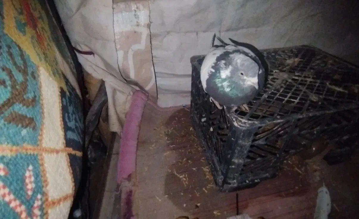 کبوتر|پرنده|پلدختر, |دیوار