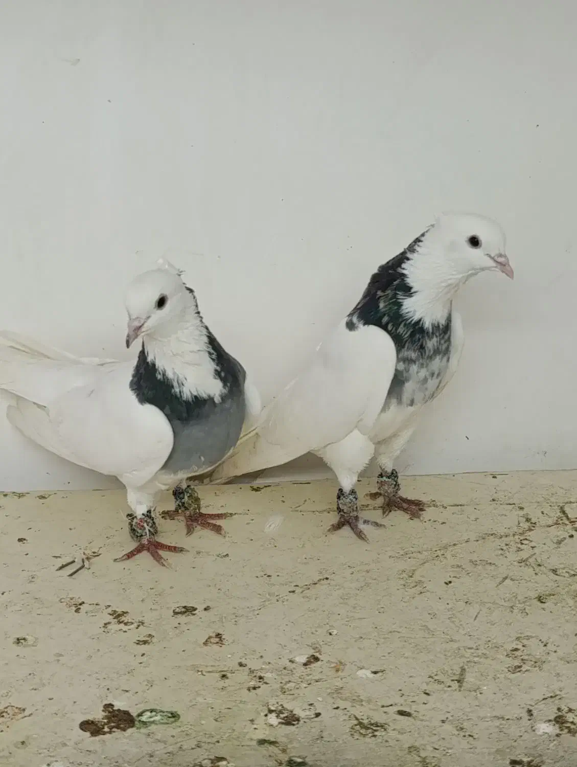 کبوتر طوقی|پرنده|تبریز, |دیوار