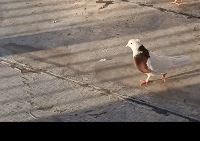 کفتر یا کبوتر|پرنده|محمدشهر, یزدیها|دیوار