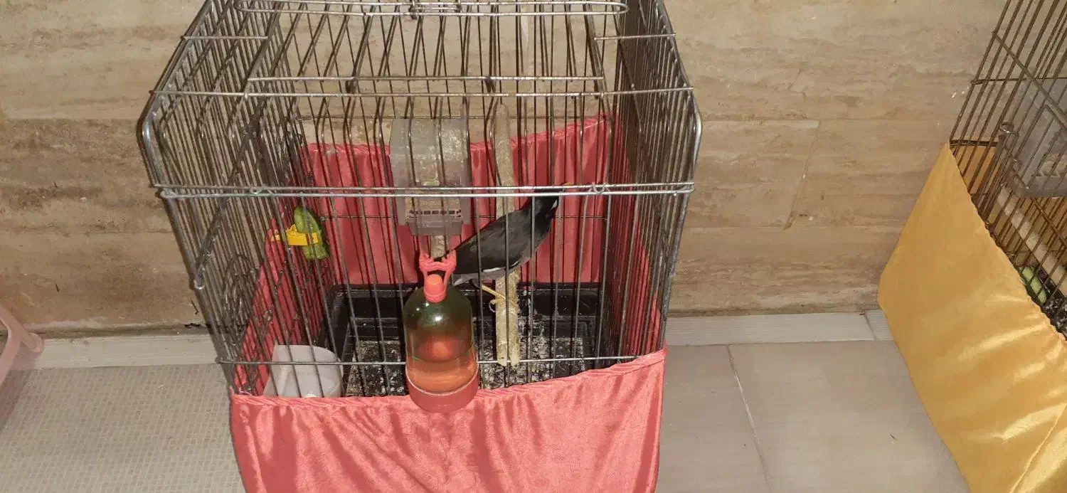 یک عدد مرغ مینا ۸ماهه باقفس|پرنده|کرج, مهرویلا جنوبی|دیوار