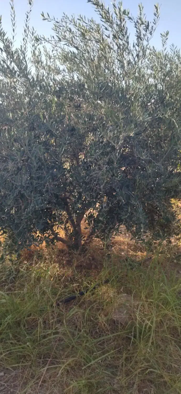 باغ|فروش دفتر صنعتی، کشاورزی، تجاری|دالاهو, |دیوار