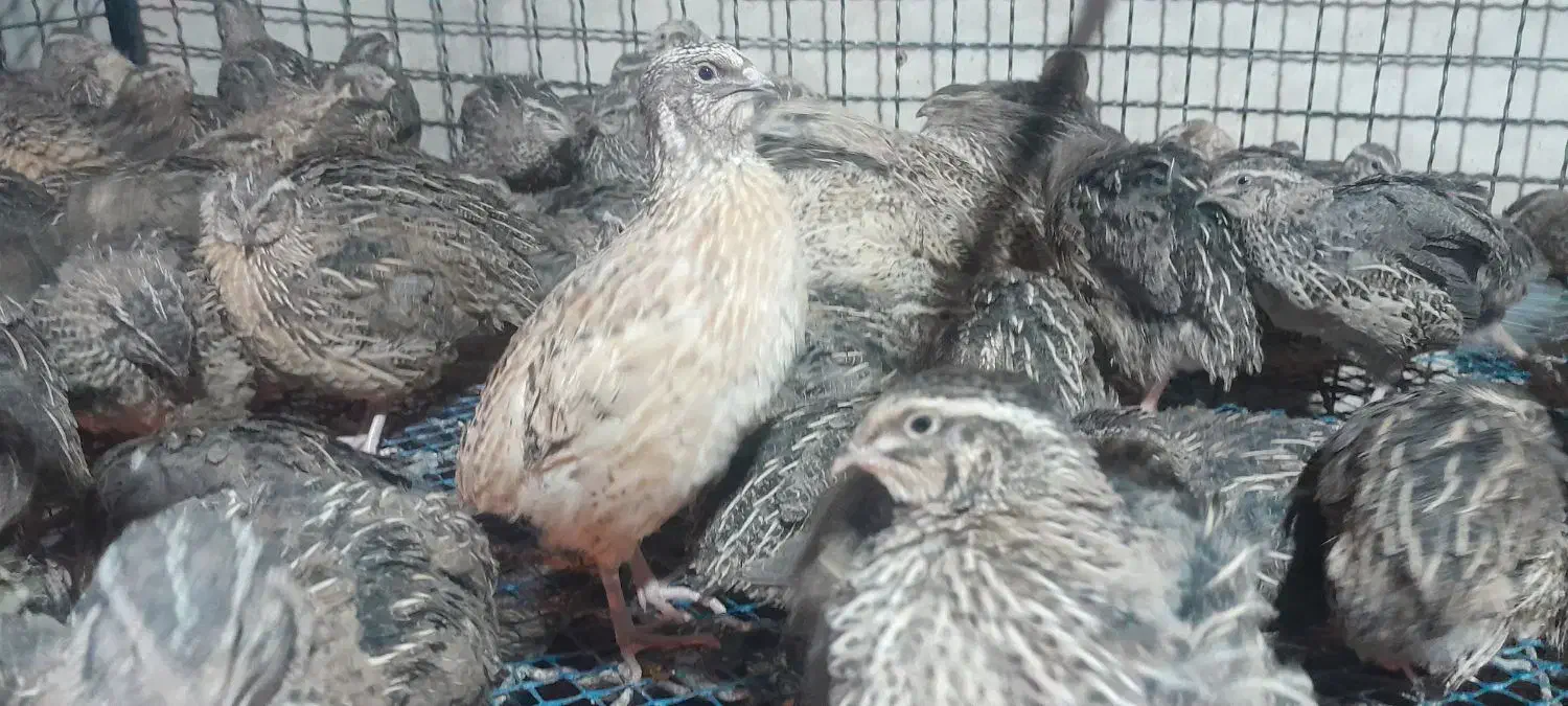 بلدرچین رسید|حیوانات مزرعه|ایذه, |دیوار