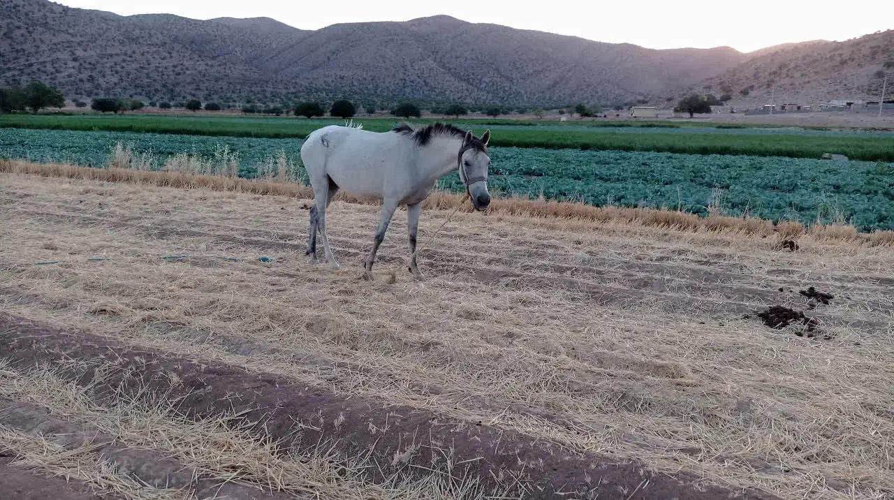 اسب مادیون|اسب و تجهیزات اسبسواری|پاسارگاد, |دیوار