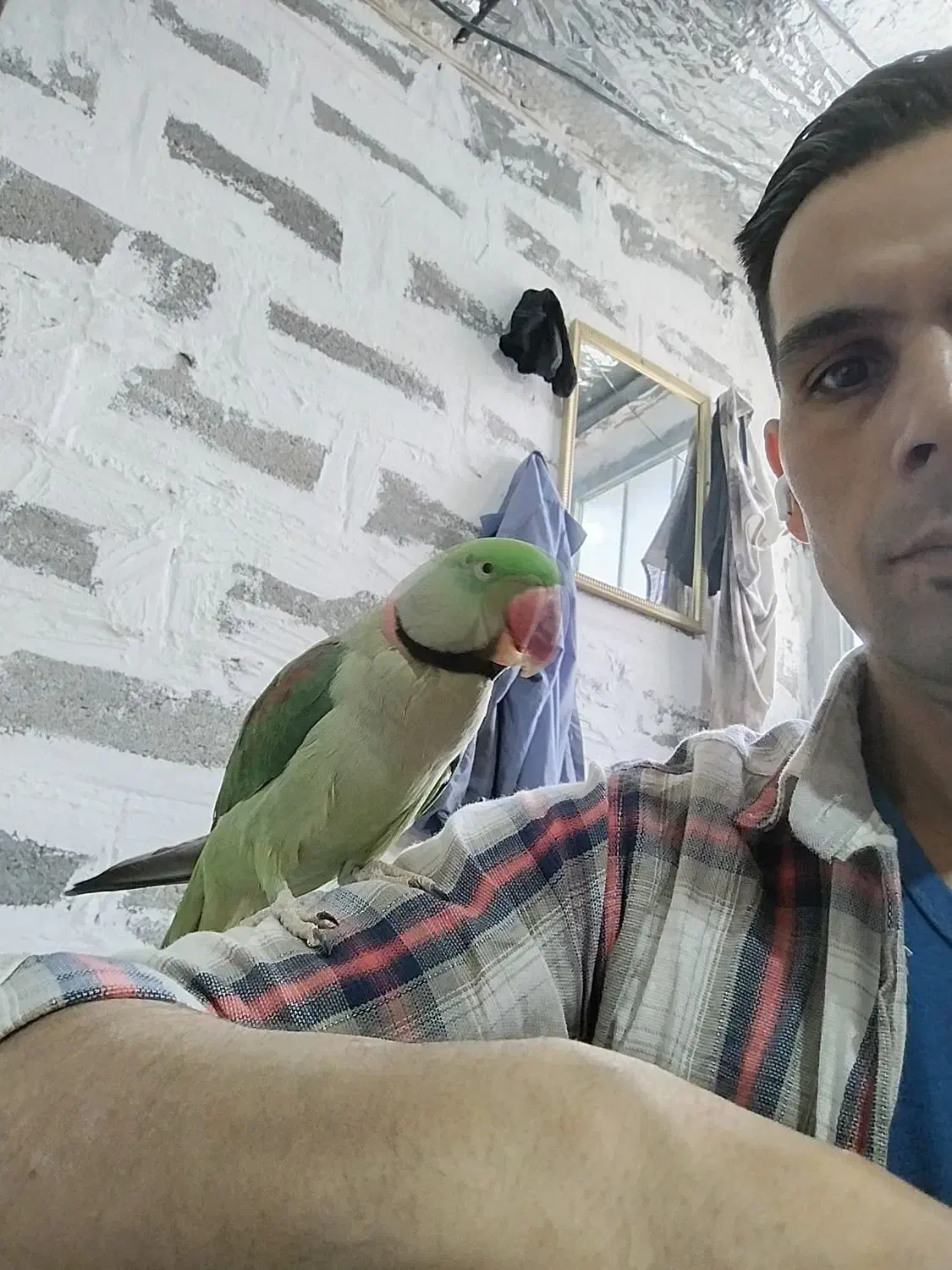 طوطی اسکندر شاه طوطی جفت|پرنده|صدرا-فارس, فاز ۲|دیوار