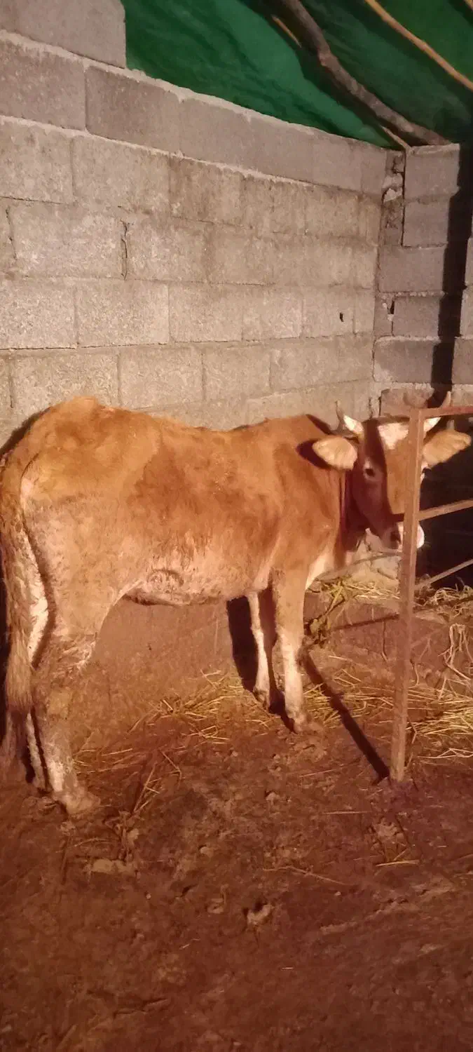 فروش لیشه آس|حیوانات مزرعه|واجارگاه, |دیوار