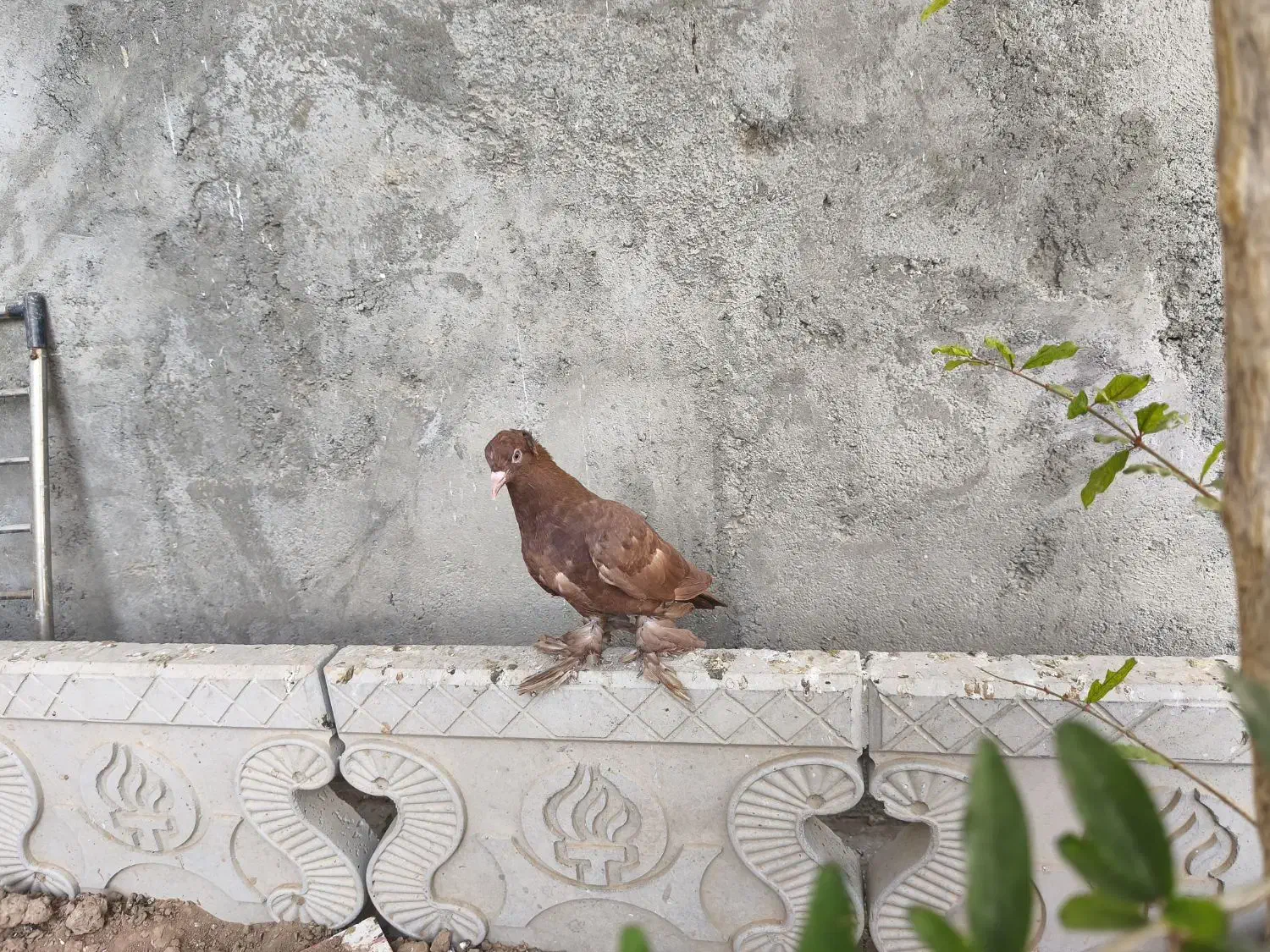 کبوتر راعبی جوونه|پرنده|جوین, |دیوار