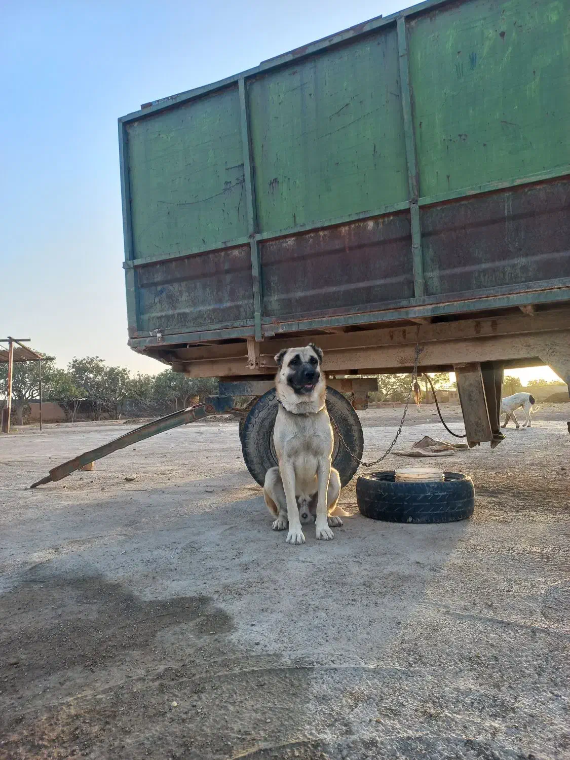 سگ گمشده|حیوانات|سمنان, |دیوار
