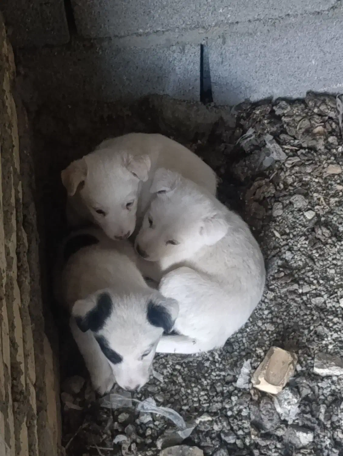 توله سگ پا کوتاه|سگ|بروجرد, |دیوار