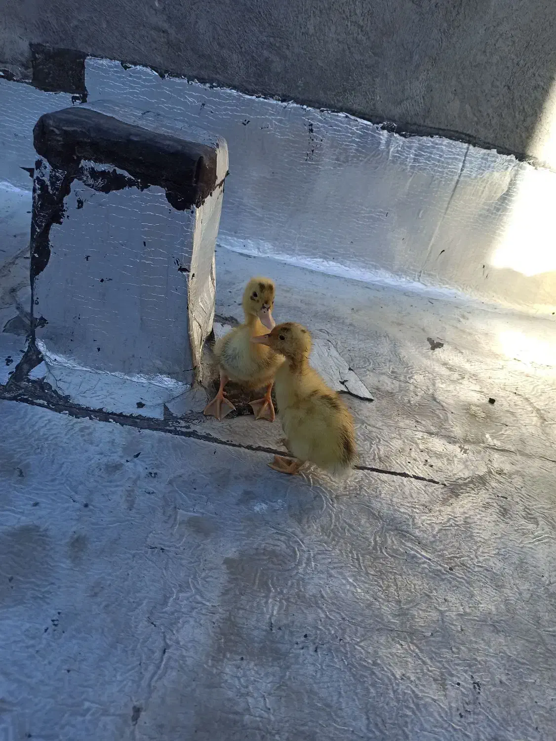 جوجه اردک|حیوانات مزرعه|مریوان, |دیوار