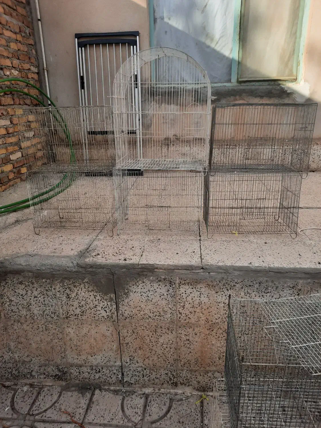 دوعدد جوجه پران ۶ عدد ساده|پرنده|اهر, |دیوار