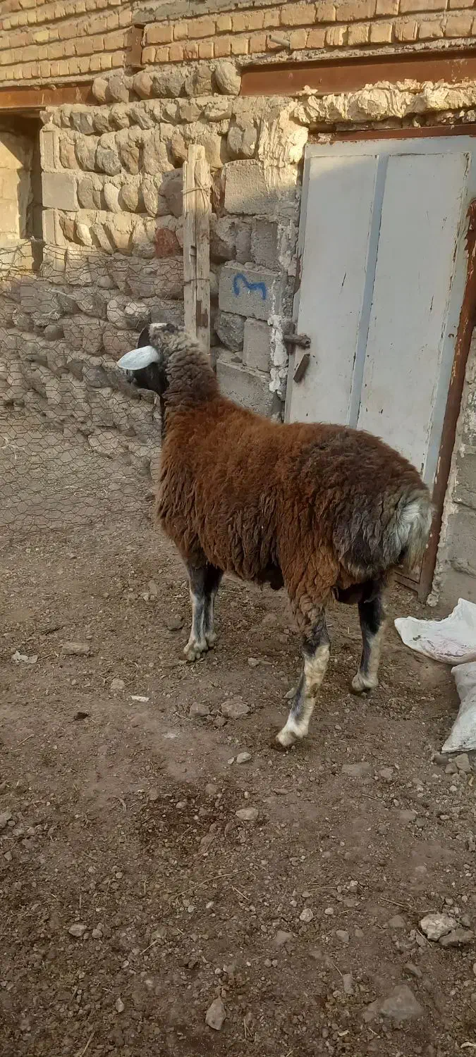 کوسفند نر یک سال|حیوانات مزرعه|مشگین شهر, |دیوار