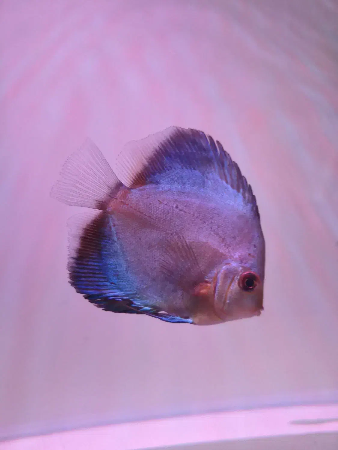 دیسکس شاه ماهی آب شیرین|ماهی|تهران, استاد معین|دیوار