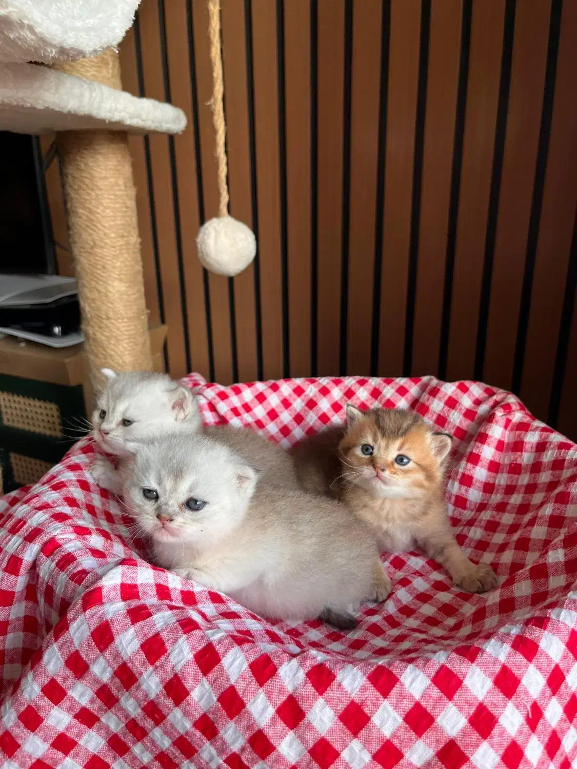 ۵ قلاده گربه اصیل اسکاتیش|گربه|چالوس, |دیوار