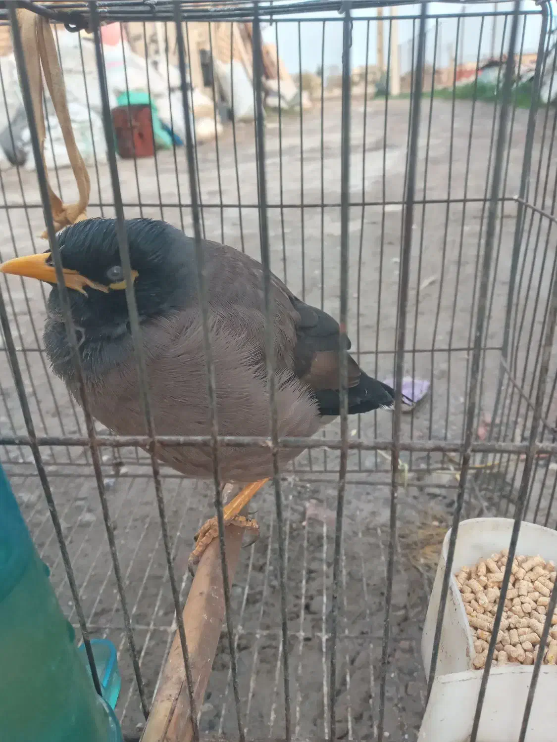 مینا سالم سرحال کاملا آرام|پرنده|سیمین شهر, |دیوار