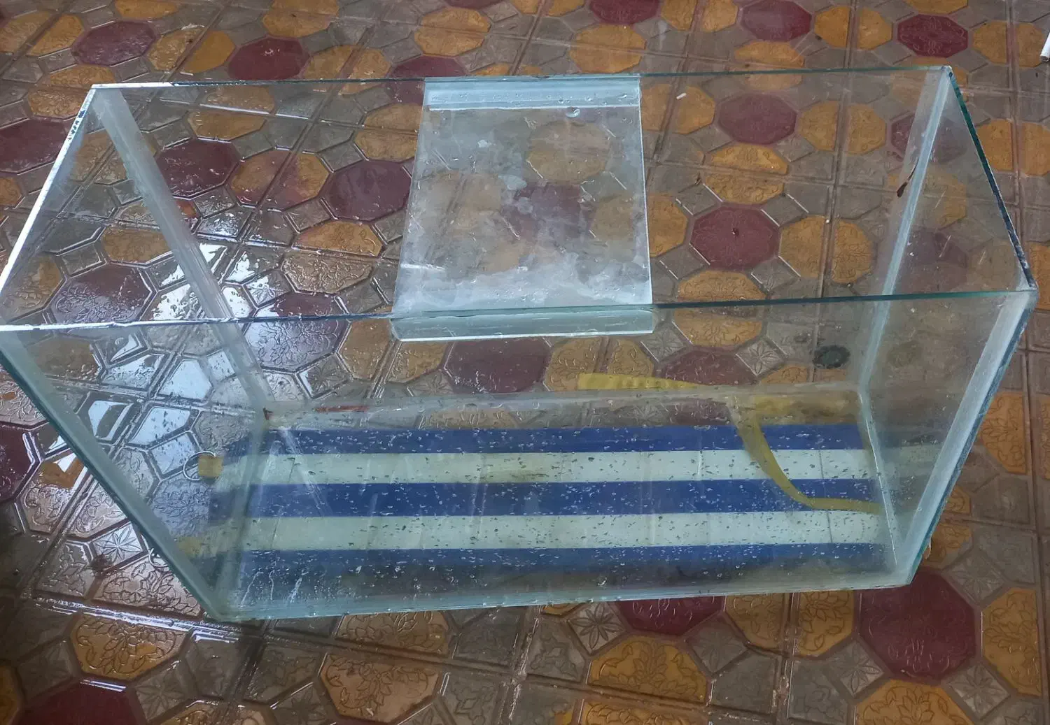 شیشه آکواریوم|ماهی|مهاباد (آذربایجان غربی), |دیوار
