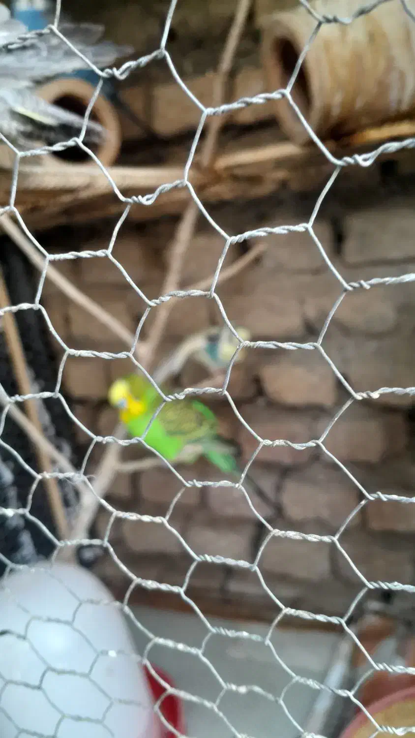 سرگرمی حیوانات  پرنده|پرنده|گرگان, |دیوار