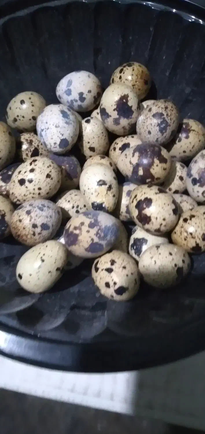 تخم نطفه دار بلدرچین|حیوانات مزرعه|آمل, |دیوار