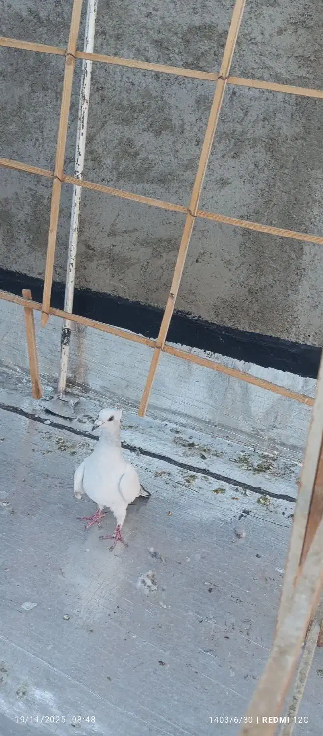 سلام دوتا کبوتر شامی کاکلی ماده درشت بدرنگ نر|پرنده|الوند, |دیوار