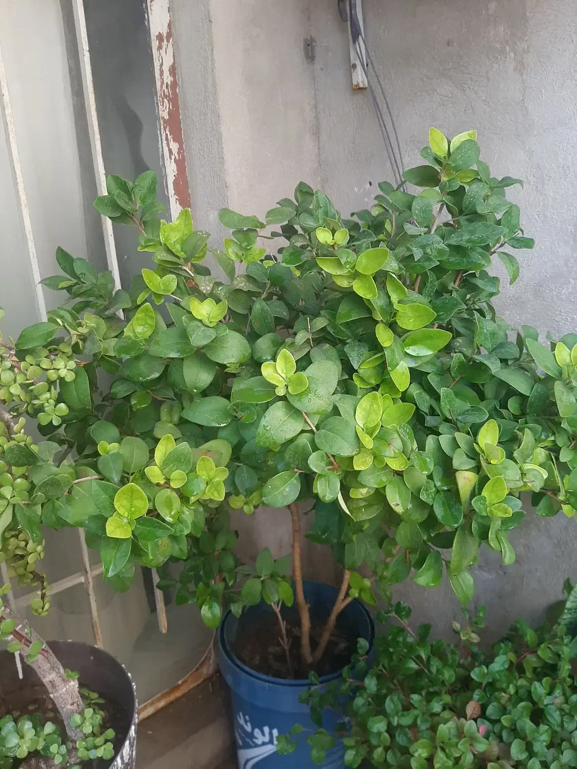 شمشاد|گل و گیاه طبیعی|شیراز, دارالرحمه|دیوار