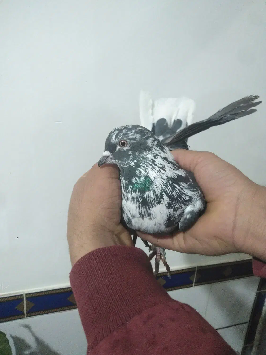 کبوتر خرمایی پور|پرنده|شهرکرد, |دیوار