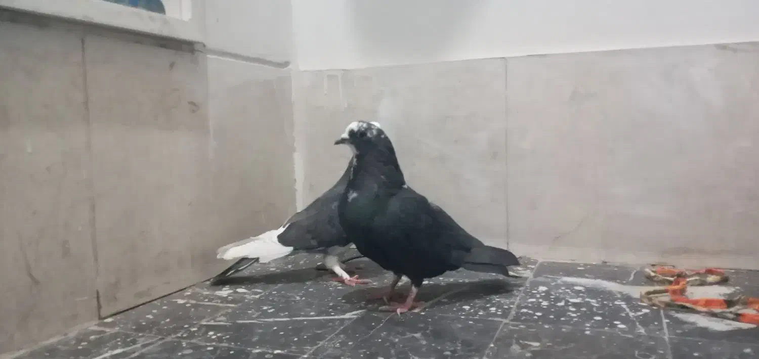 کبوتر|حیوانات|قم, باغ کرباسی|دیوار