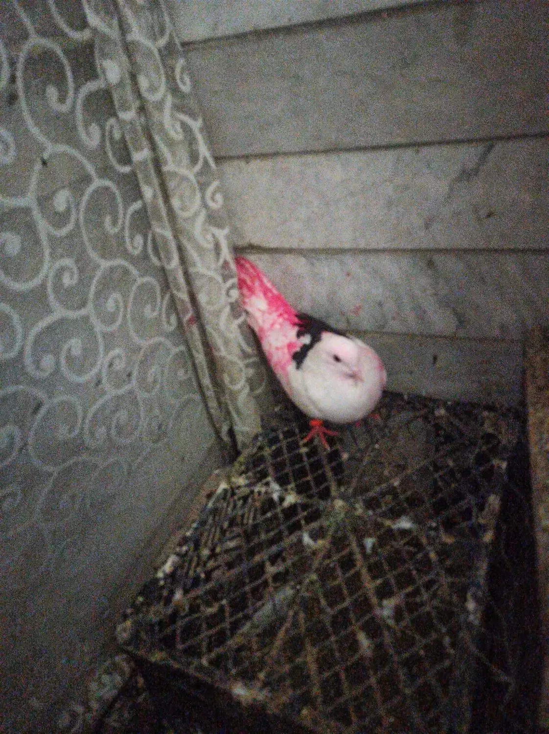 رنگ پر کبوتر|لوازم جانبی حیوانات|آستانه اشرفیه, |دیوار