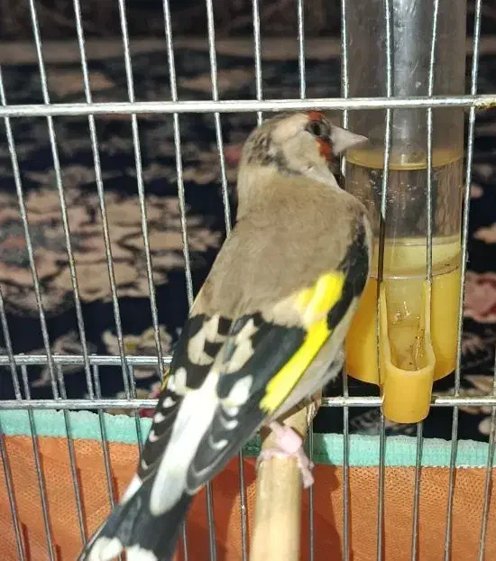 سهره ماده کارداده|پرنده|شهرضا, |دیوار