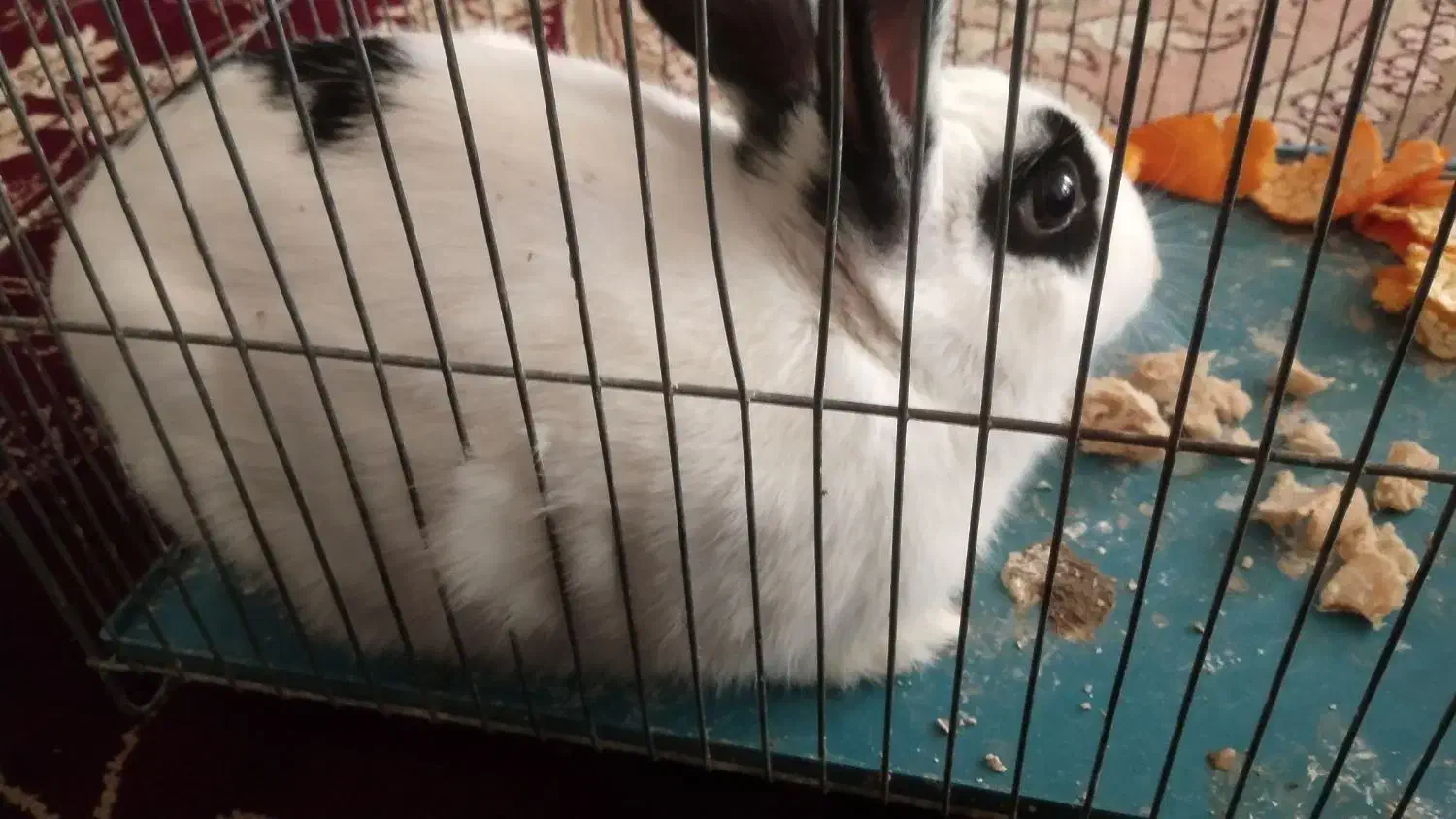 خرگوش|موش و خرگوش|کاشمر, |دیوار