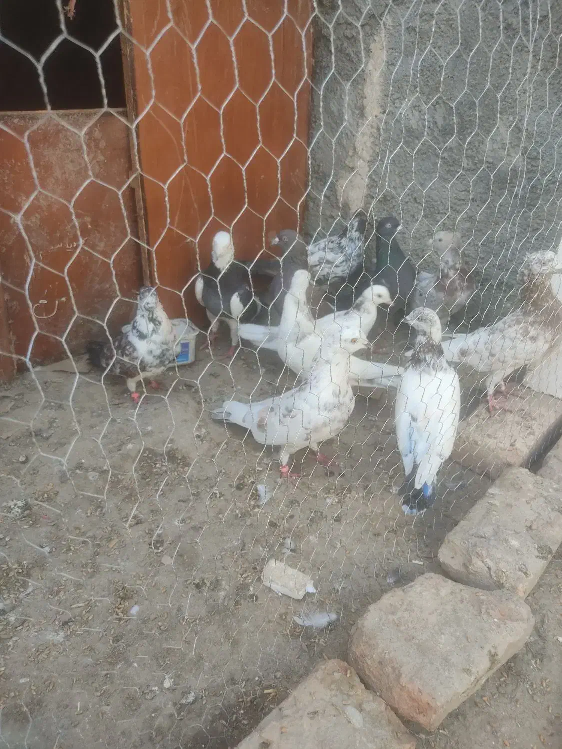 کبوتر|پرنده|کلاله, |دیوار