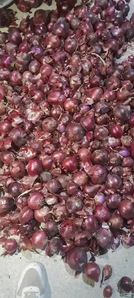 خرید نقدی پیاز جهت صورت کردن|خدمات باغبانی و درختکاری|بناب, |دیوار