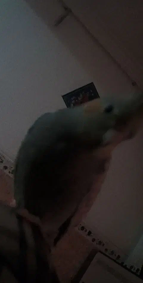 عروس هلندی گمشده|حیوانات|فاضل آباد, |دیوار