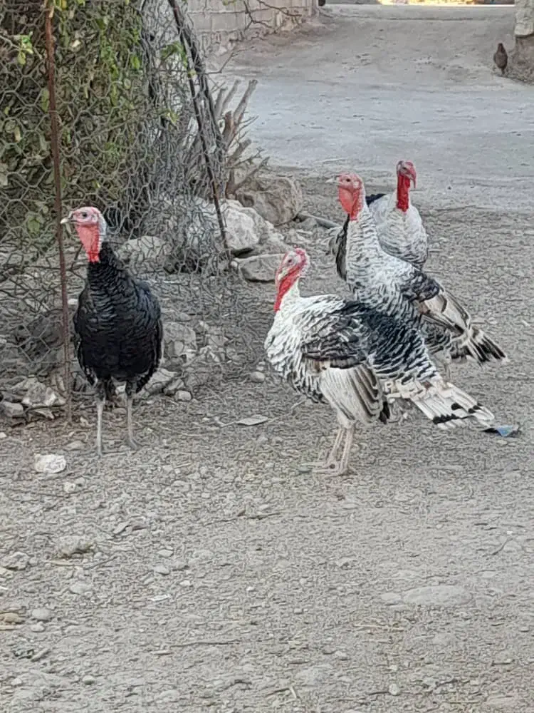 چهار عدد بوقله نر|حیوانات مزرعه|دهدشت, |دیوار