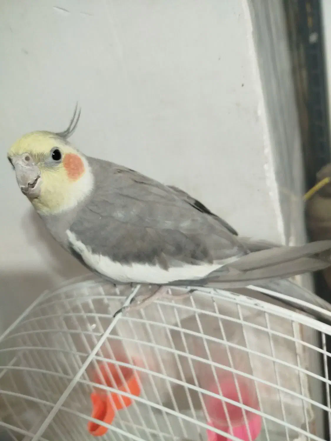 عروس هلندی فول رام سخنگو|پرنده|فردوس (خراسان), |دیوار