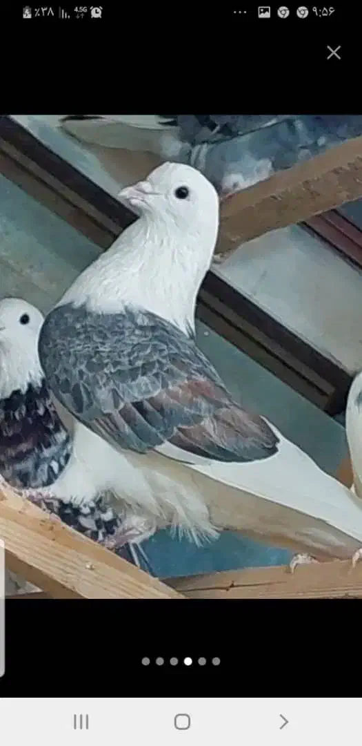 کبوتر بعد ظهری|پرنده|خمینی‌شهر, |دیوار