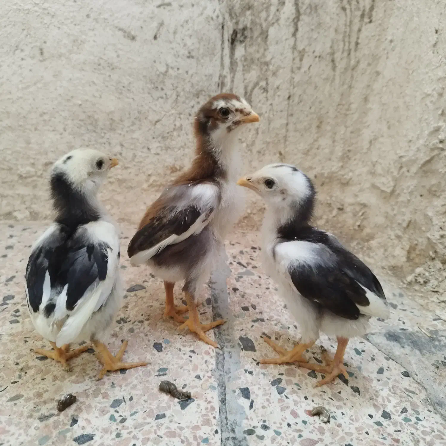 سه عدد جوجه لاری طلا ۱۵روزه روزه|حیوانات مزرعه|مشگین شهر, |دیوار