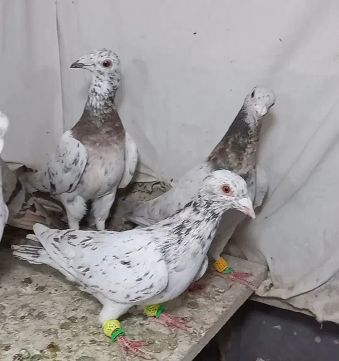 ۵ تا هفرنگ نر جوان یه ساله  زد و خردی|پرنده|قزوین, |دیوار