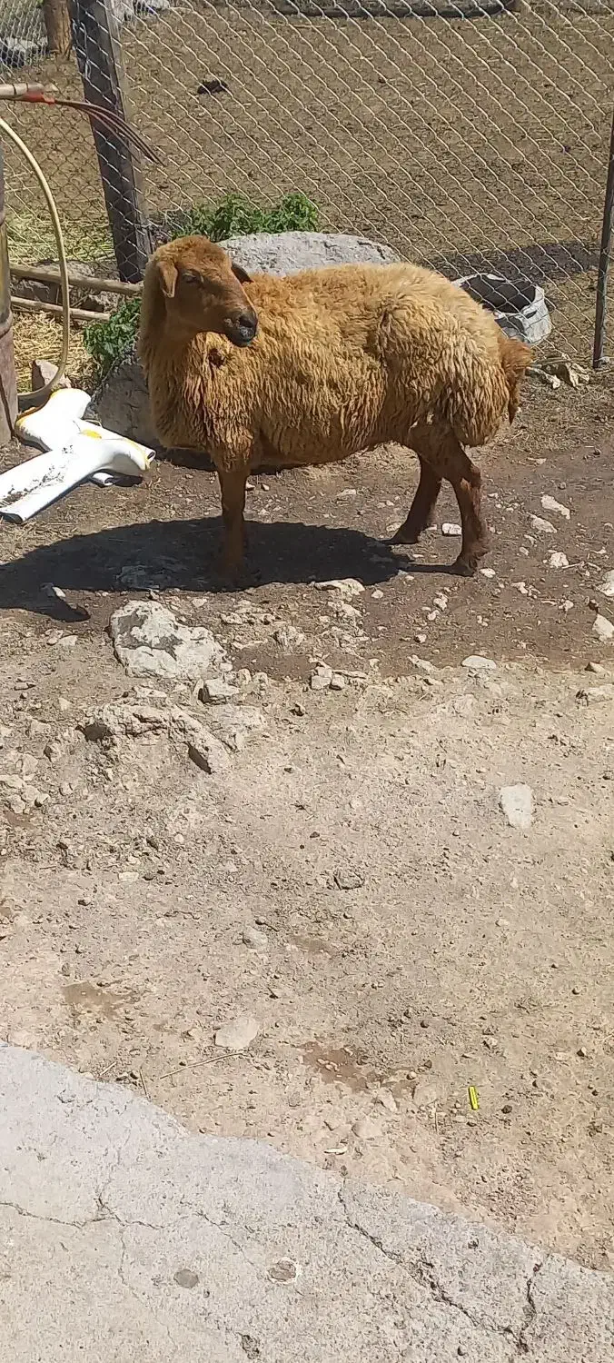 گوسفند پیر|حیوانات مزرعه|نیر (اردبیل), |دیوار