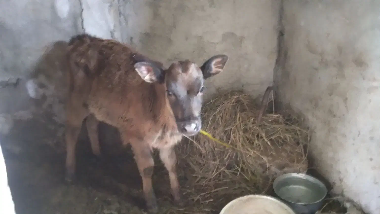 گاو شیر ده|حیوانات مزرعه|تالش, هشتپر|دیوار