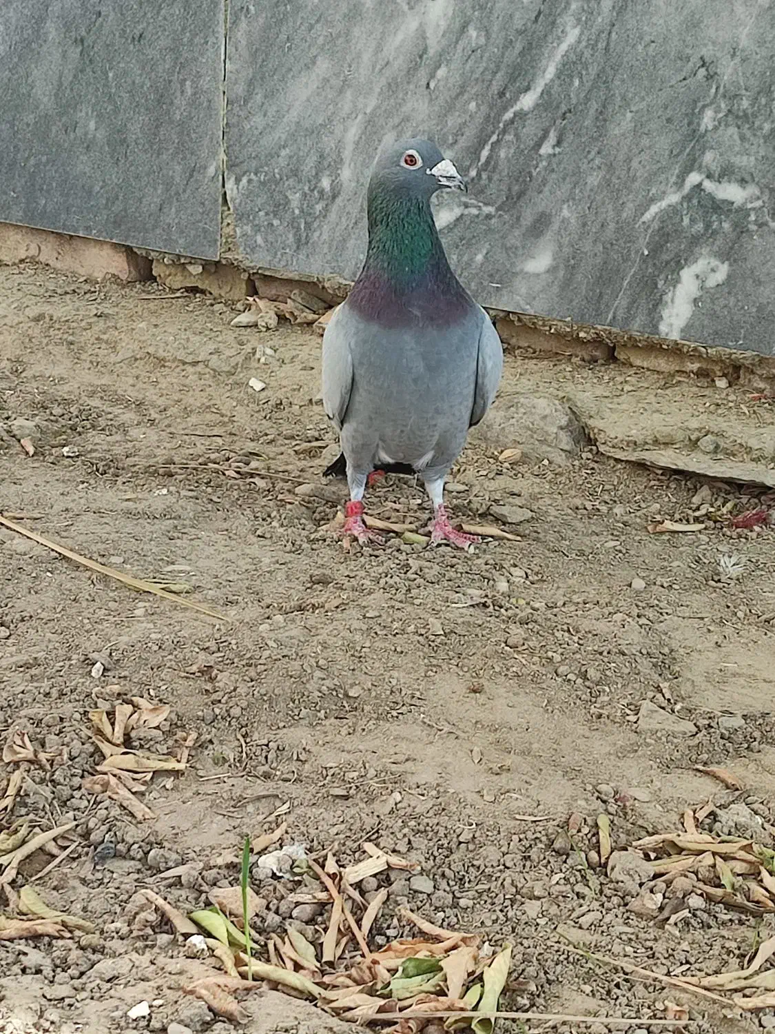 کبوتر|پرنده|سراوان, |دیوار