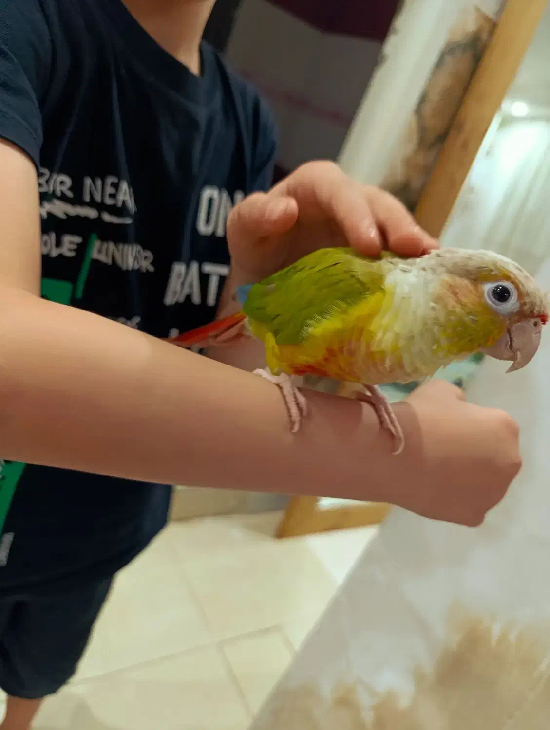 طوطی گیرینچیک|پرنده|تهران, دستغیب|دیوار