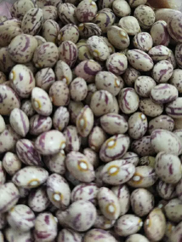 لوبیا چیتی|خوردنی و آشامیدنی|قیدار, |دیوار