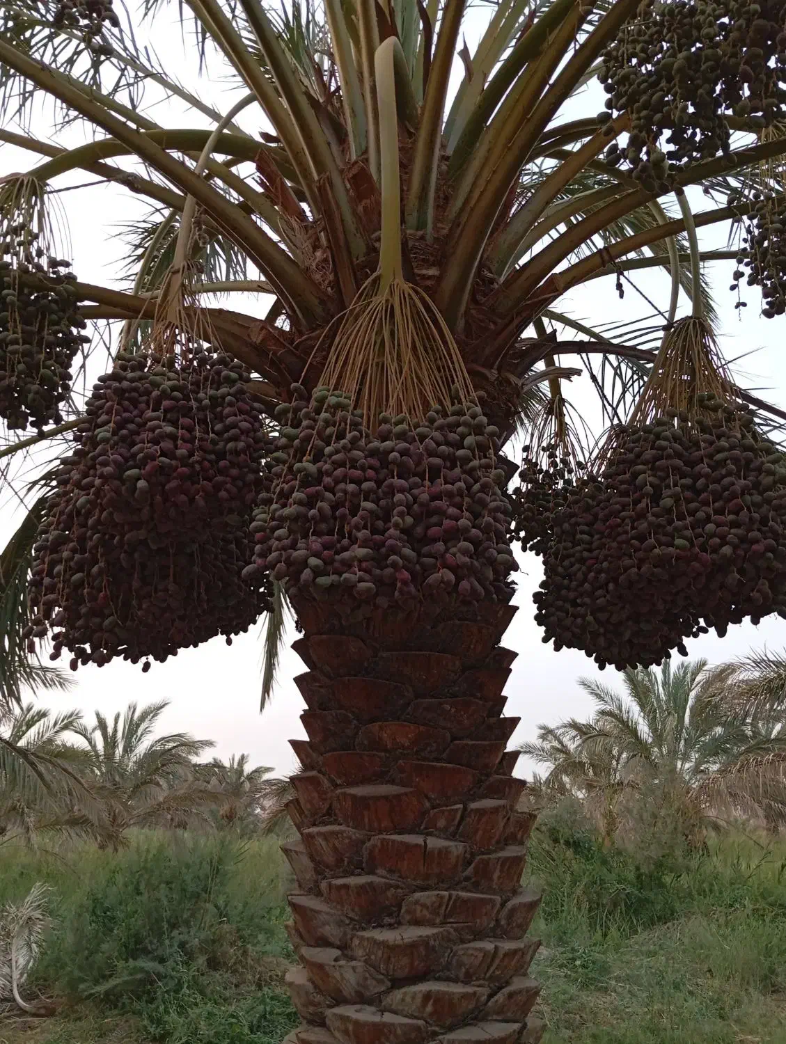 تخم علف محلی اصلی|خدمات باغبانی و درختکاری|نرماشیر, |دیوار