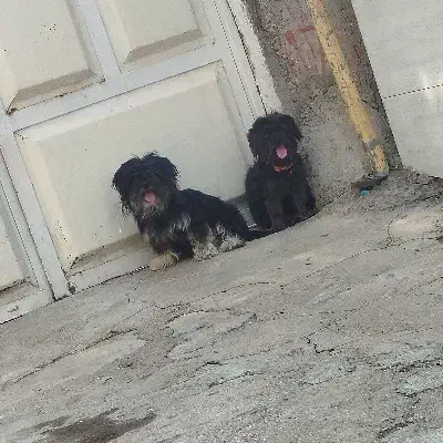 معاوضه|سگ|مسجد سلیمان, |دیوار