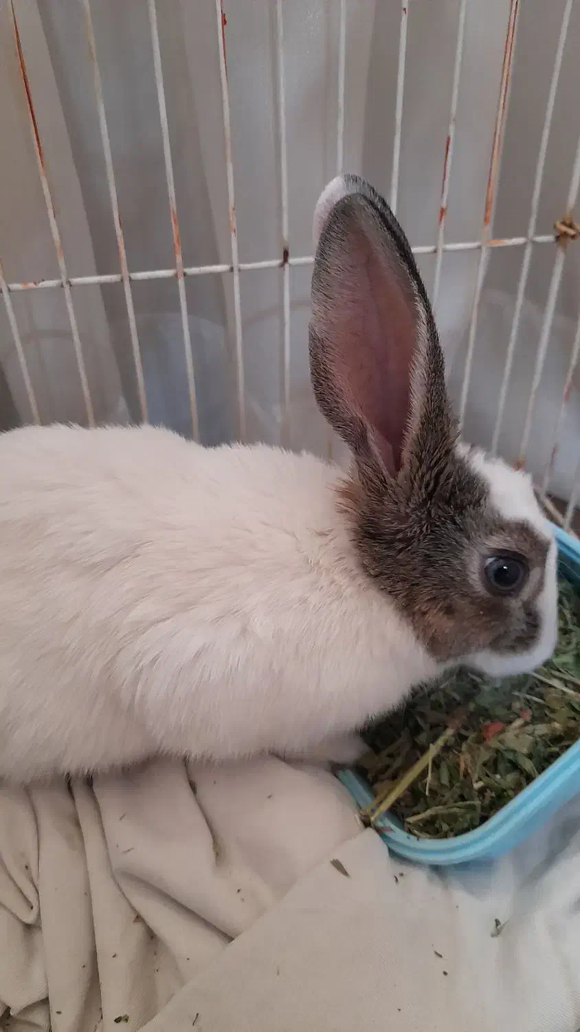 خرگوش بازیگوش|موش و خرگوش|تبریز, |دیوار