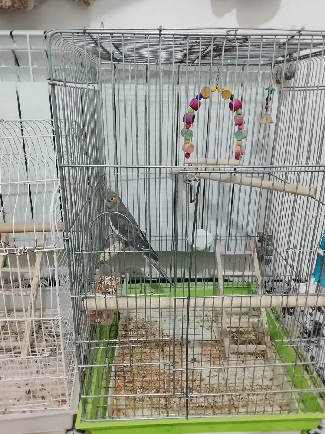 عروس هلندی ماده. آماده جفت گیری و جوجه کشی|پرنده|محمدشهر, ولدآباد|دیوار